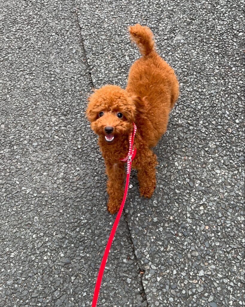 東京都荒川区町屋にあるトイプードル専門店の子犬です。